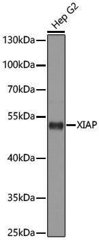 Anti-XIAP Rabbit pAb