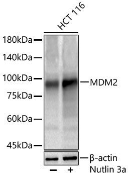 Anti-MDM2 Rabbit pAb