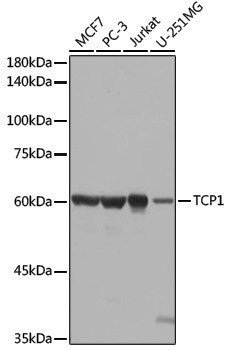 Anti-TCP 1 alpha Rabbit pAb