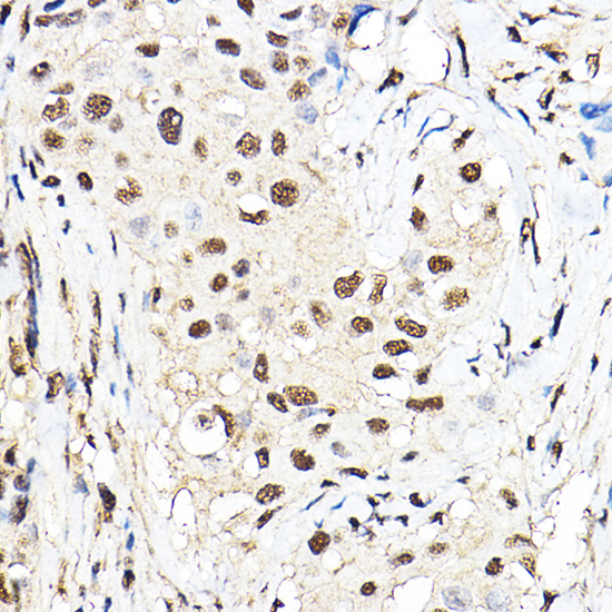 Anti-TEF1/TEAD-1 Rabbit pAb