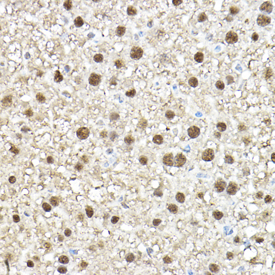 Anti-TEF1/TEAD-1 Rabbit pAb