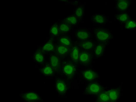 Anti-TEF1/TEAD-1 Rabbit pAb
