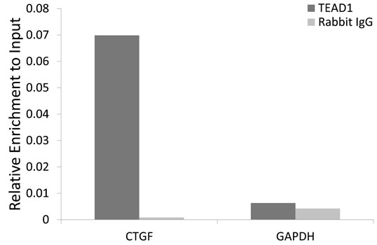 Anti-TEF1/TEAD-1 Rabbit pAb