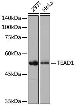 Anti-TEF1/TEAD-1 Rabbit pAb