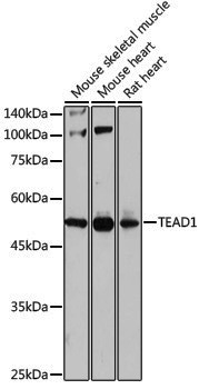 Anti-TEF1/TEAD-1 Rabbit pAb