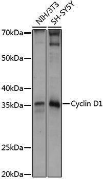 Anti-Cyclin D1 Rabbit pAb
