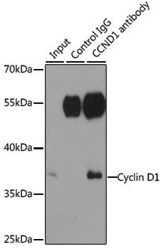 Anti-Cyclin D1 Rabbit pAb