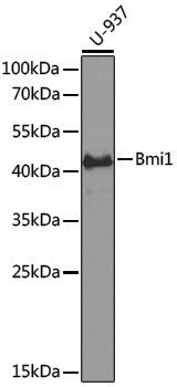 Anti-BMI1 Rabbit pAb