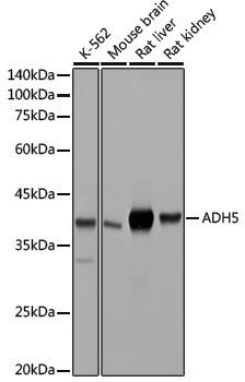 Anti-ADH5 Rabbit pAb