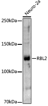 Anti-Rb2/p130 Rabbit pAb