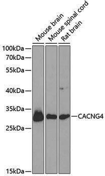 Anti-Cav gamma 4 Rabbit pAb