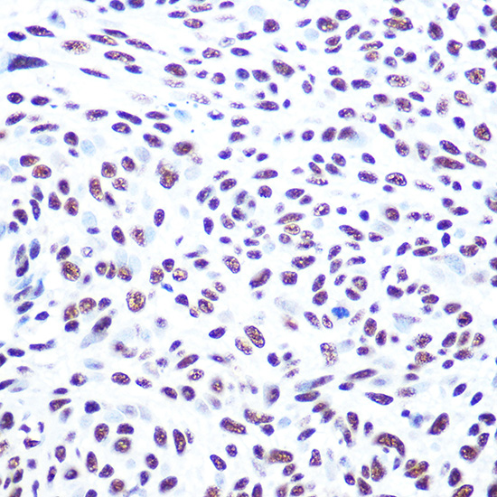 Anti-DNA PKcs Rabbit pAb