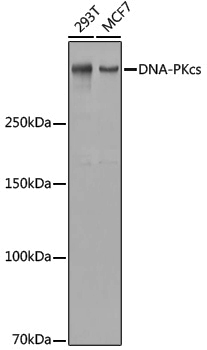 Anti-DNA PKcs Rabbit pAb