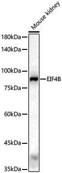 Anti-eIF4B Rabbit pAb