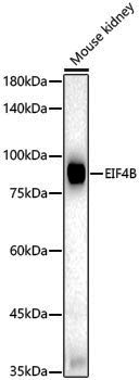 Anti-eIF4B Rabbit pAb
