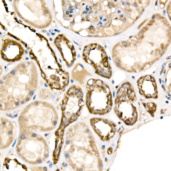 Anti-Cytochrome C Rabbit pAb
