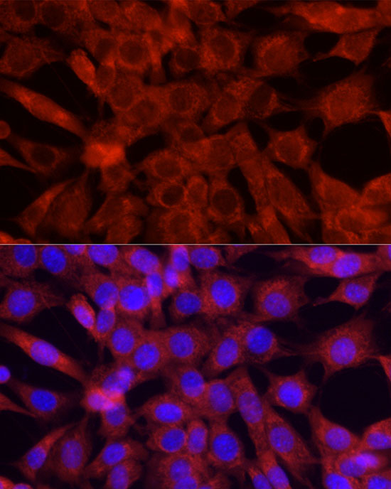 Anti-Cytochrome C Rabbit pAb