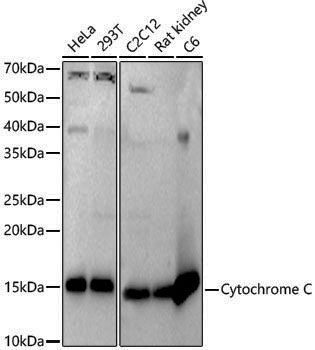 Anti-Cytochrome C Rabbit pAb