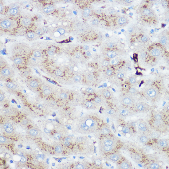 Anti-Heme Oxygenase 1 Rabbit pAb
