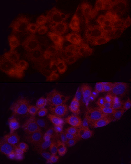Anti-Heme Oxygenase 1 Rabbit pAb