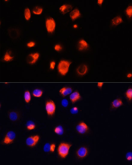 Anti-Heme Oxygenase 1 Rabbit pAb