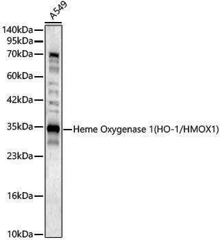 Anti-Heme Oxygenase 1 Rabbit pAb