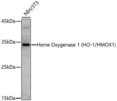 Anti-Heme Oxygenase 1 Rabbit pAb