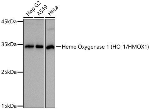 Anti-Heme Oxygenase 1 Rabbit pAb