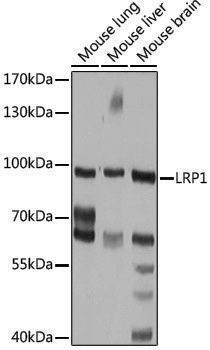 Anti-LRP1 Rabbit pAb
