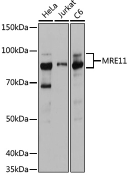 Anti-Mre11 Rabbit pAb