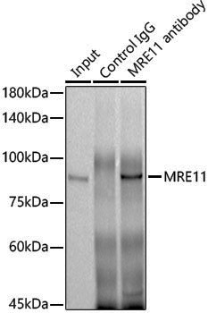 Anti-Mre11 Rabbit pAb