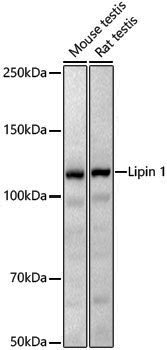 Anti-Lipin 1 Rabbit pAb