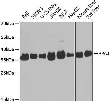 Anti-Pyrophosphatase 1 Rabbit pAb