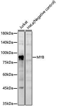 Anti-c Myb Rabbit pAb