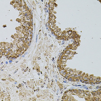 Anti-CD62P Rabbit pAb