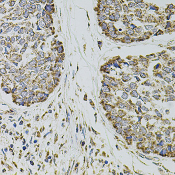 Anti-CD62P Rabbit pAb
