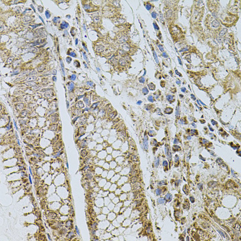Anti-CD62P Rabbit pAb