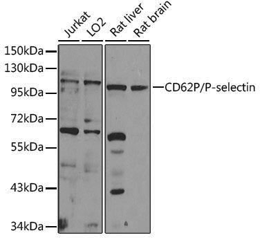 Anti-CD62P Rabbit pAb