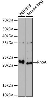 Anti-RhoA Rabbit pAb