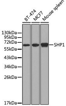 Anti-SHP1 Rabbit pAb