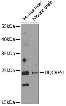 Anti-Complex III Subunit 5 Rabbit pAb