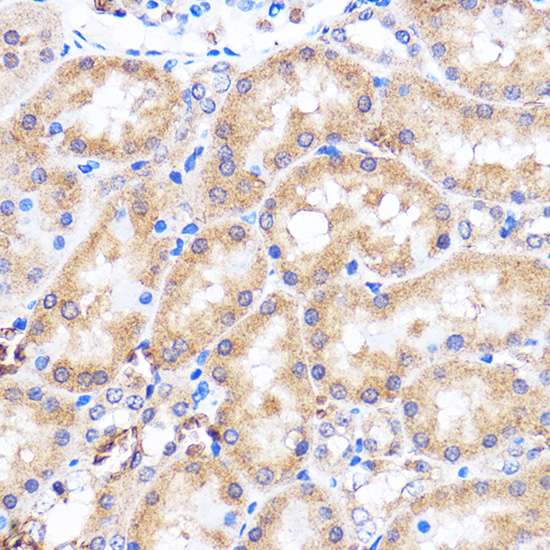 Anti-p38 Rabbit pAb