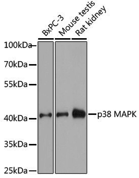 Anti-p38 Rabbit pAb