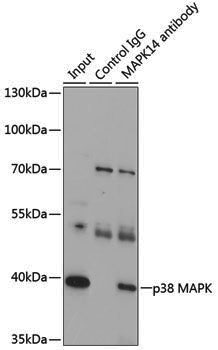 Anti-p38 Rabbit pAb
