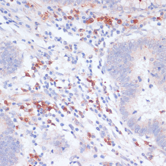 Anti-VASP Rabbit pAb