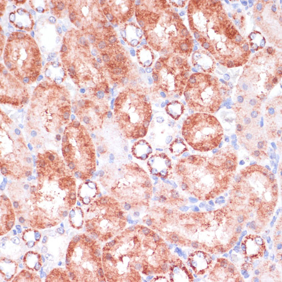 Anti-VASP Rabbit pAb