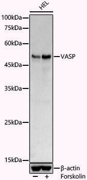 Anti-VASP Rabbit pAb