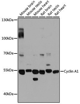 Anti-Cyclin A1 Rabbit pAb