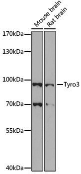 Anti-TYRO3 Rabbit pAb