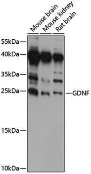 Anti-GDNF Rabbit pAb